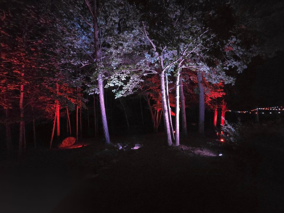 Trees uplit with red and blue landscape lighting at night